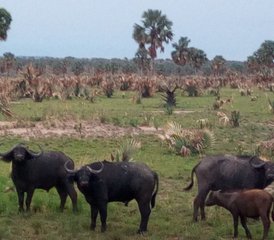 4 jours en stage de safari en Ouganda au parc national des chutes Murchison avec chimpanzé en forêt de Budongo - Photo 2