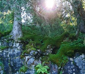 7 Day Hiking and Mindfullness Retreat with Meditation and Yoga in the Churfirsten, Switzerland - Photo 4