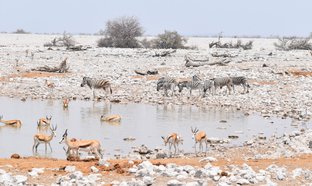 Parc national d'Etosha Retraites et Voyages
