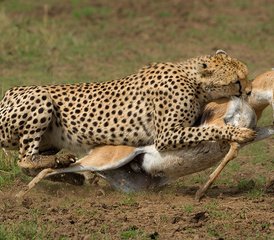 5-Daagse Ongetemde Ontdekkingsreis naar Masai Mara, Lake Nakuru, Lake Naivasha, Hell's Gate in Kenia - Photo 4