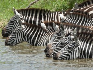 8 Day Serengeti Great Wildebeest Migration Safari in Tanzania