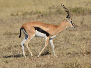 1 Day Non-Residential Kenya Safari at Ruma National Park from Kisumu