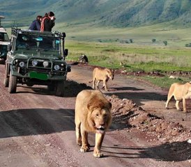 116 jours en stage de safari en Tanzanie dans les parcs nationaux de Lake Manyara, Tarangire, Ngorongoro et Serengeti - Photo 1