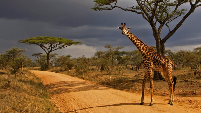 6 Day Luxury Uganda Wildlife and Gorilla Safari in Bwindi Forest and Queen Elizabeth National Park