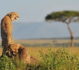 7-Daagse Privésafari in Maasai Mara, Lake Nakuru, Lake Naivasha en Amboseli, Kenia - Photo 5
