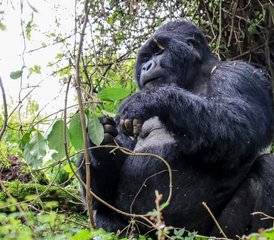 916 días de safari y senderismo en el monte Rwenzori, Uganda: gorilas y safaris en 4x4 - Photo 1