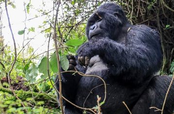 15 Tage Uganda Safariwanderung auf den Mount Rwenzori: Gorillas und Pirschfahrten