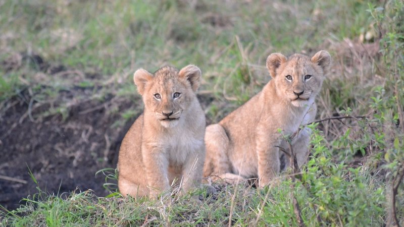 3 Days Exciting Safari in Hluhluwe Imfolozi Park, South Africa
