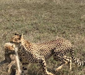 7 jours safari économique Best of avec montgolfière incluse, Kenya - Photo 3