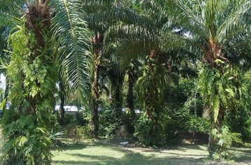 30-Daagse VIP Muay Thai Training in Krabi, Ao Nang, Thailand