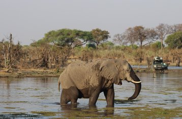 7-Daagse Safariplezier door Mababe in Botswana