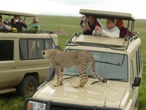 7 Day Best of Northern Circuit Budget Safari in Tanzania