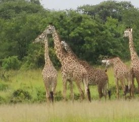 3 Tage Tansanische Safari im Nationalpark Mikumi und im Nationalpark Udzungwa Mountain - Photo 2