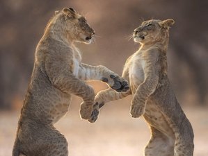 10 Day Safari and Cultural Experience in Serengeti, Tarangire, Ngorongoro, and Manyara, Tanzania