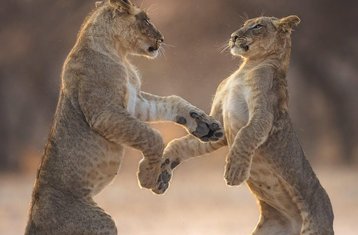 10 Day Safari and Cultural Experience in Serengeti, Tarangire, Ngorongoro, and Manyara, Tanzania