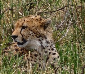 3-Daagse Budgetvriendelijke Kenia Safari Sluit je aan bij een Kleine Groep naar de Maasai Mara - Photo 2