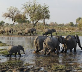 11-Daagse Okavango Mobiele Kampeersafari met Tenten in Botswana en Zimbabwe - Photo 3