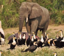 32 jours en stage de safari dans le parc national Queen Elizabeth, Ouganda - Photo 1