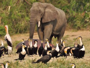 2 Day Wild Wonders: Exploring Queen Elizabeth National Park Safari in Uganda