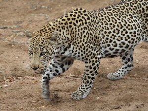 4-Daagse Open Voertuig Safari in Kruger National Park