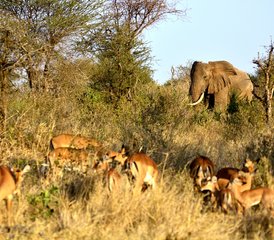 2-Daagse Groeps Budget Tour in Amboseli National Park, Kenia - Photo 4