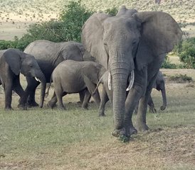 7-Daagse Grote Migratie en Budgetsafari in Kenya - Photo 2