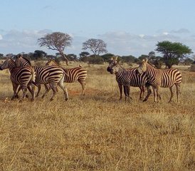 2 Tage Tsavo-Ost-Safari in Kenia - Photo 5