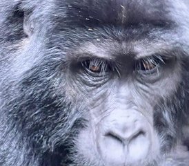 9 Day Wildlife and Gorilla Safari in Rwanda and Uganda - Photo 5