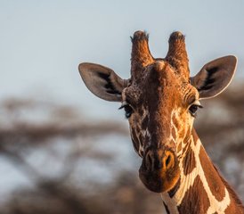 8 jours safari faunique au Kenya : Samburu, Aberdare, lac Nakuru et Masai Mara, Kenya - Photo 3