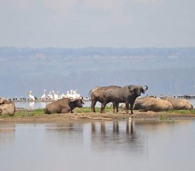 4 Tage Budget-Camping-Safari in der Masai Mara und im Lake Nakuru in Kenia - Photo 2