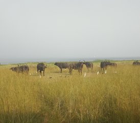 5 Tage Safari des Wanderns mit Nashörnern und den Big Five in Uganda - Photo 3