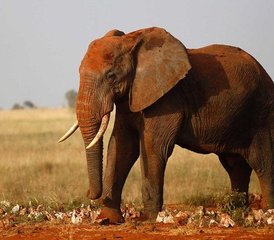 83 Tage Tsavo West Nationalpark Safari in Kenia - Photo 1