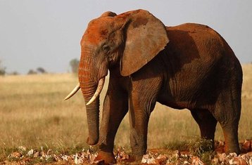 3-Daagse Safari in Tsavo West National Park, Kenia