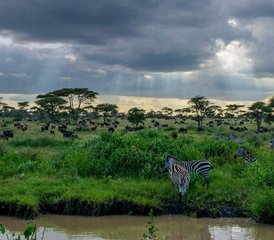 4 Tage Große Migration Safari in Tansanias Spektakulären Nationalparks - Photo 2