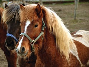 4 Days Icelandic Horses Holiday with Field Riding in Prestranek, Slovenia