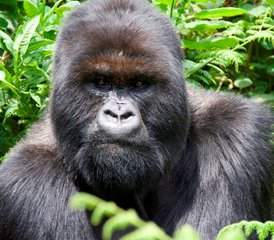 4 jours en stage de safari spectaculaire avec gorilles dans la forêt impénétrable de Bwindi en Ouganda - Photo 5