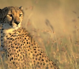 94 Day Amazing Kenya Safari at Maasai Mara National Reserve and Lake Nakuru National Park - Photo 1