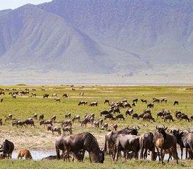 7 jours safari faune sauvage au Maasai Mara, Serengeti et cratère du Ngorongoro, Kenya et Tanzanie - Photo 4