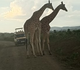 5 jours de safari de groupe à couper le souffle au Kenya - Photo 5