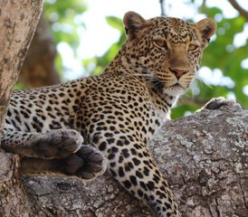 3 Tage Gruppensafari zu den Big Five im Serengeti-Nationalpark und im Ngorongoro-Krater, Tansania - Photo 4