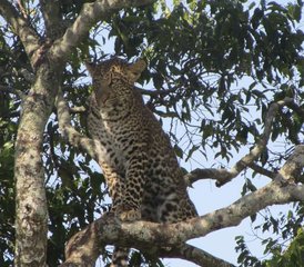 7 Tage Kenia-Safari: Abenteuer in der Tierwelt von Masai Mara, Lake Nakuru, Lake Naivasha und Amboseli - Photo 5