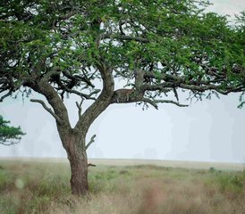 5 Tage Savannah-Expedition, Serengeti-Migration und Big-5-Safari in Tansania ab Sansibar - Photo 5
