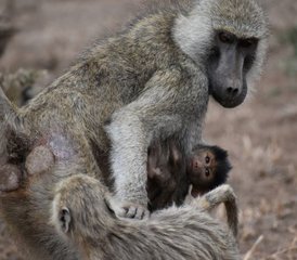 10 jours en safari privé de lune de miel au Kenya dans des lodges et camps de luxe - Photo 4