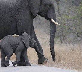 2-Daagse Big Five Safari in Kruger National Park, Zuid-Afrika - Photo 2