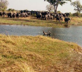 5 Tage Moremi Wildreservat Camping und Nilpferd Safari - Photo 4