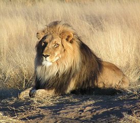 38 días de safari privado por los lugares más destacados de Namibia en Sossusvlei, Swakopmund y Etosha Sur - Photo 1