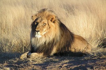 8 días de safari privado por los lugares más destacados de Namibia en Sossusvlei, Swakopmund y Etosha Sur