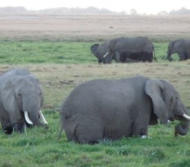 6 días de safari de arena y sol en Kenia - Photo 5