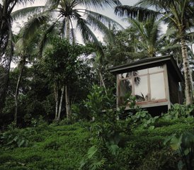 8 Day Bali, Indonesia Jungle Retreat: A Holistic Journey to Transform Mind, Body & Spirit in Nature - Photo 4