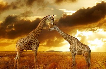 6 Tage Luxus Safari in den Masai Mara, Nakuru-See und Amboseli Nationalparks, Kenia